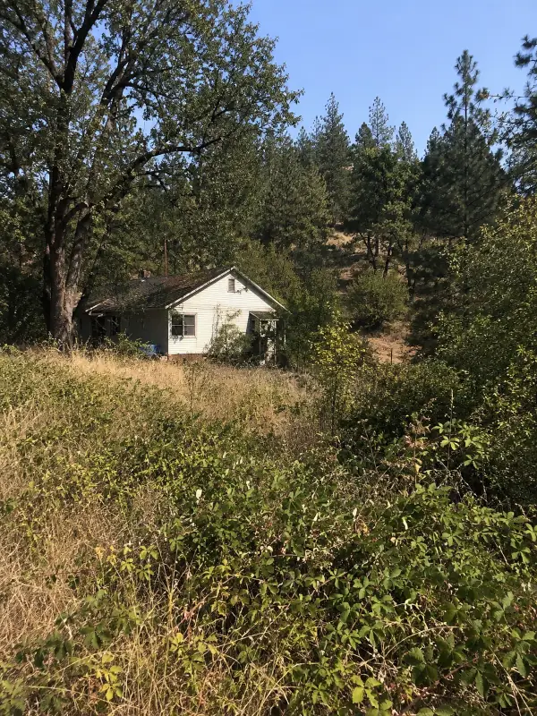 Overgrown brush and weeds before clearing